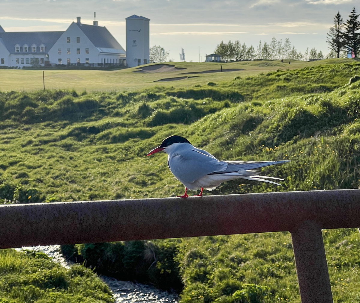 Fleiri vellir að opna - Korpan og Keilir opna um helgina